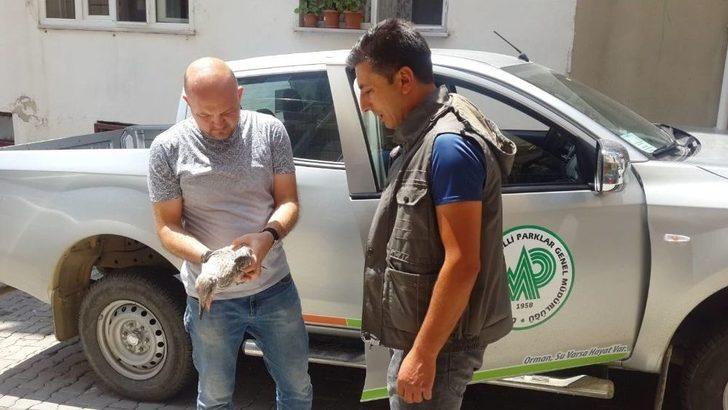 (özel) Kedi Ve Köpekler Parçalayacaktı, Mahalleli Kurtardı G1