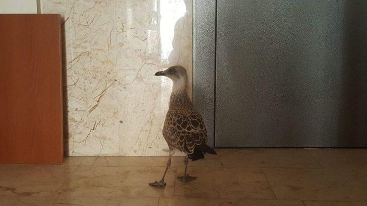 (özel) Kedi Ve Köpekler Parçalayacaktı, Mahalleli Kurtardı G3