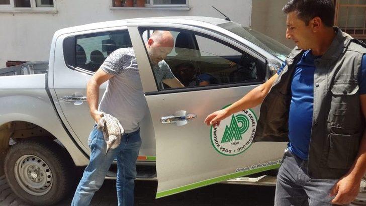 (özel) Kedi Ve Köpekler Parçalayacaktı, Mahalleli Kurtardı G5