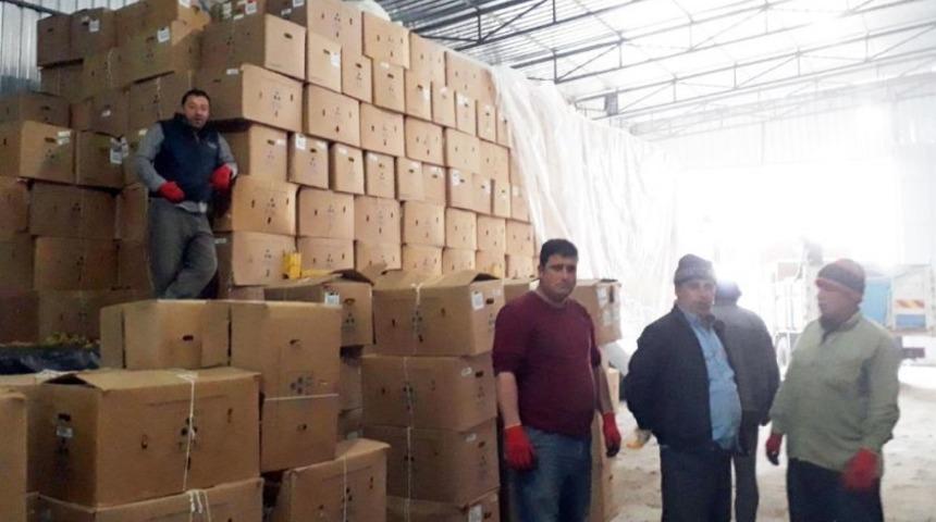 Tütün Üreticileri Fiyatlardan Rahatsız