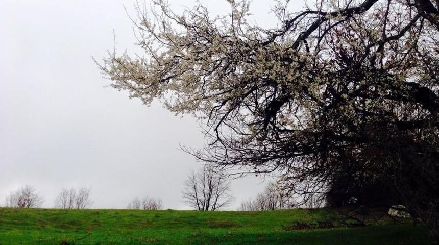 Dağ Yöresinde Kış Ortasında Bahar