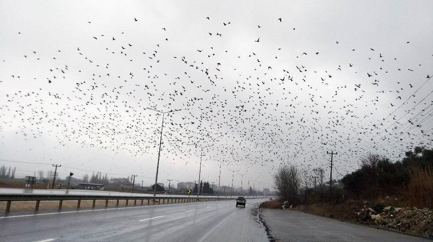 Sığırcıklar Meyve Bah&ccedil;elerine Dadandı