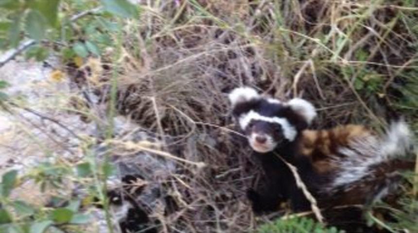 Seydikemer&rsquo;de Nesli Tehlikede Olan Alaca Sansar G&ouml;r&uuml;nt&uuml;lendi