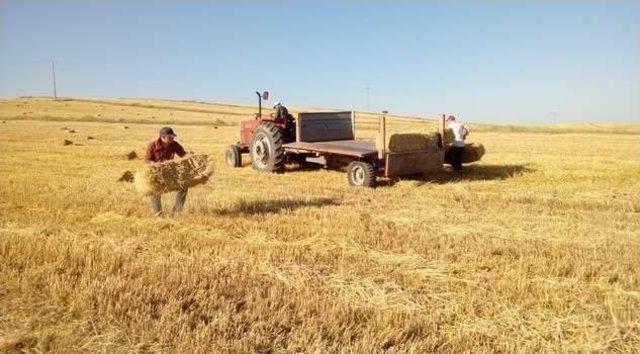 Yozgatlı Besiciler Saman Teminine Başladı