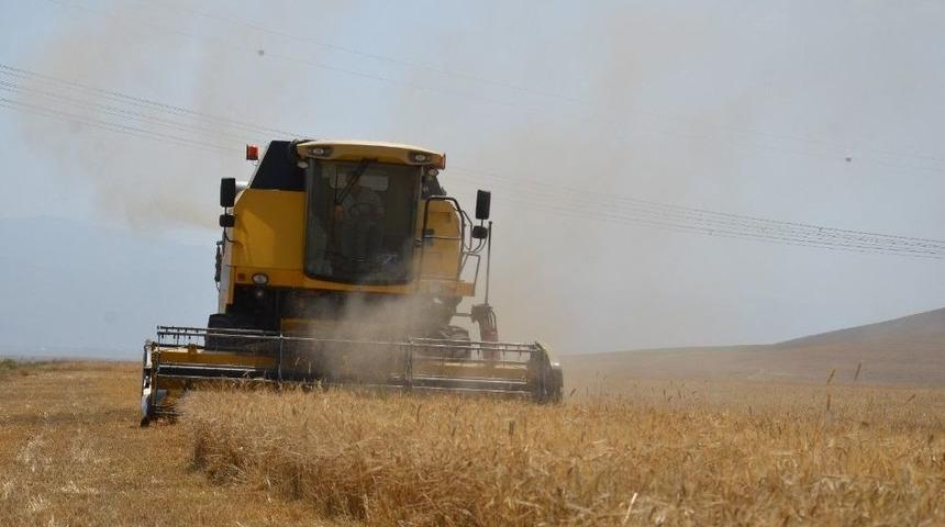 Muş&rsquo;ta Arpa Hasadı Verimli Başladı