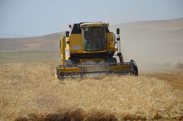 Muş’ta Arpa Hasadı Verimli Başladı