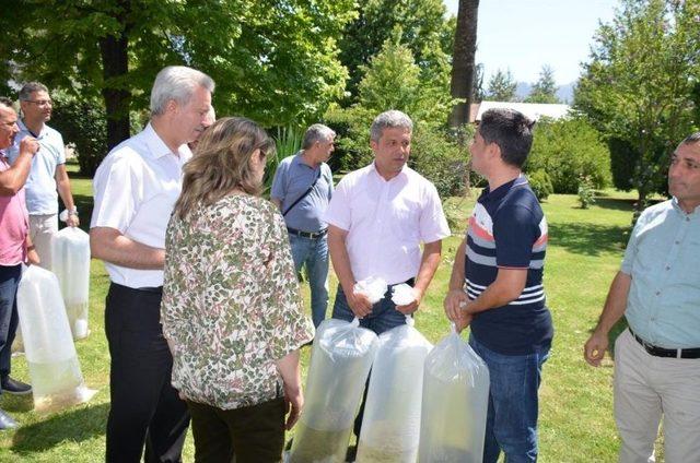 Denizli’de Göl Ve Göletlere 125 Bin Yavru Sazan Balığı Bırakıldı