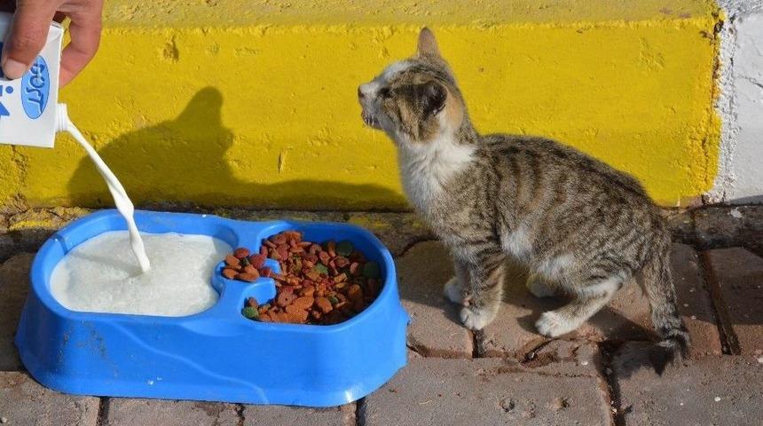 Aksaray&rsquo;da Hayvanlar 5 Yıldızlı Otelde