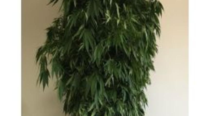 Boyları 2 Bu&ccedil;uk Metreye Ulaşan Kenevir Ele Ge&ccedil;irildi