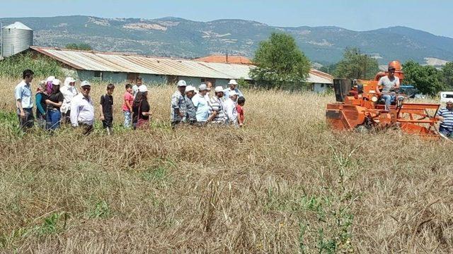 Gördes’de Yerel Buğday Projesi Kapsamında Hasat Yapıldı