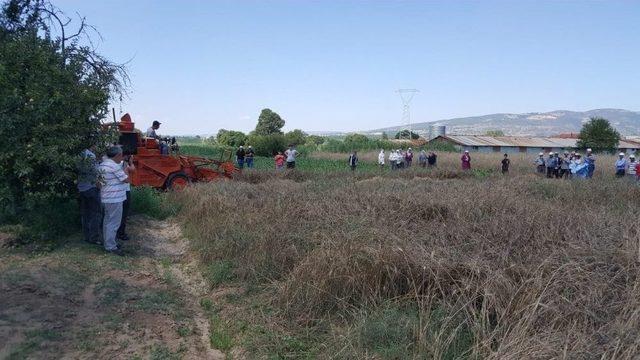 Gördes’de Yerel Buğday Projesi Kapsamında Hasat Yapıldı