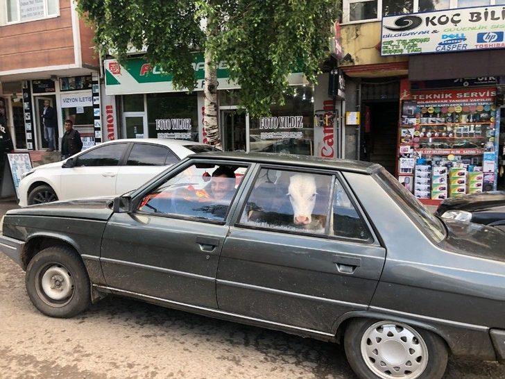 Hasta Danayı Arka Koltukta Veterinere Götürdüler G3