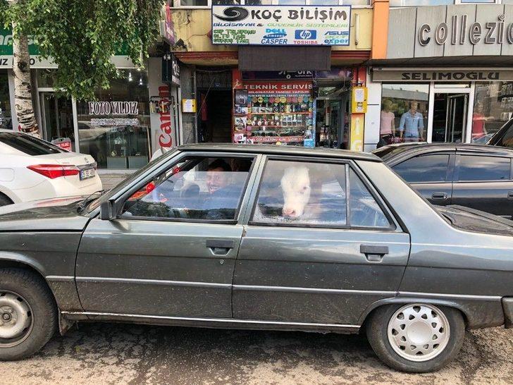 Hasta Danayı Arka Koltukta Veterinere Götürdüler G2