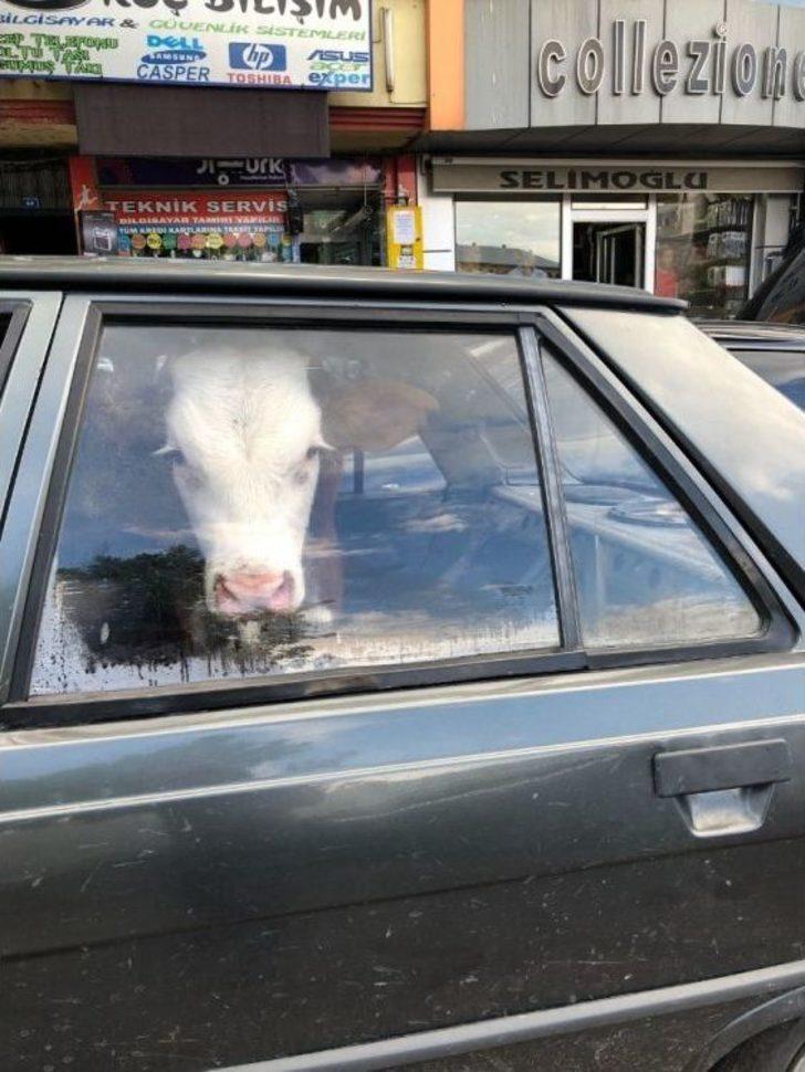 Hasta Danayı Arka Koltukta Veterinere Götürdüler G4