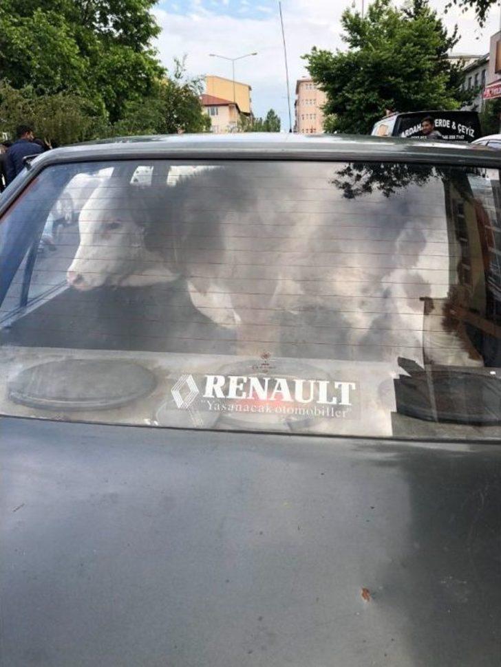 Hasta Danayı Arka Koltukta Veterinere Götürdüler G5