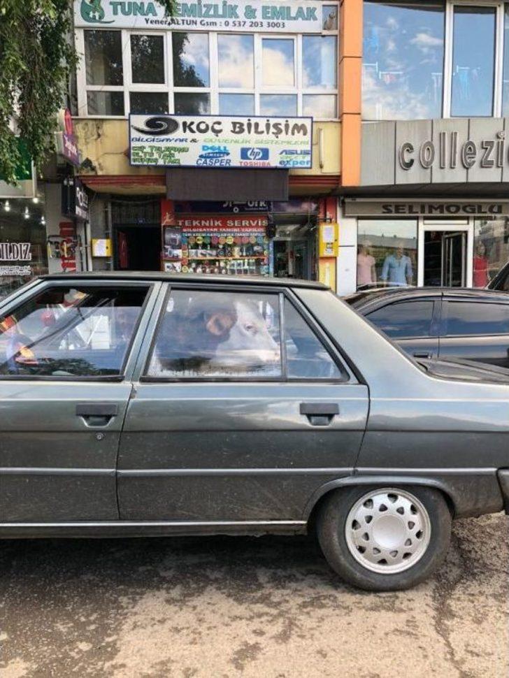 Hasta Danayı Arka Koltukta Veterinere Götürdüler G1