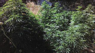 Çankırı’da Kaçak Sigara Ve Kenevir Bitkisi Ele Geçirildi