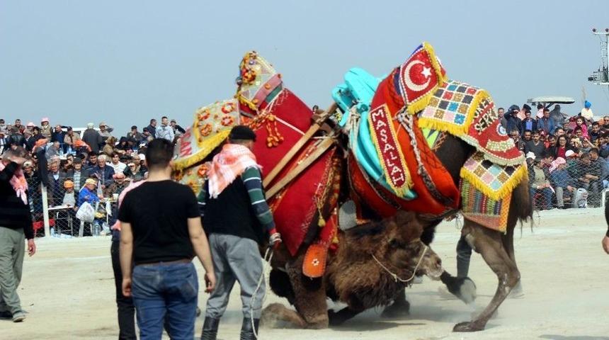 Salihli&rsquo;de Geleneksel Deve G&uuml;reşi İptal