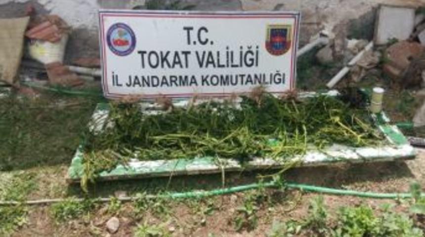 Jandarma Orman Arazisine Dikilen Kenevirlerin Sahibini Arıyor