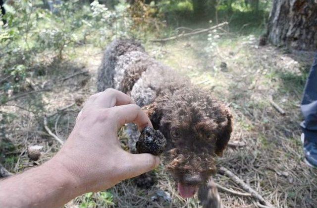 Bolu’da Trüf Avcılığı Ve Yetiştiriciliği Eğitimi Verildi