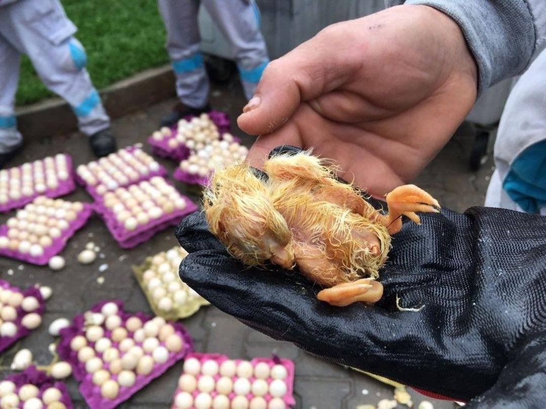 &Ccedil;&ouml;pe Atılan Yumurtalardan Civciv &Ccedil;ıktı