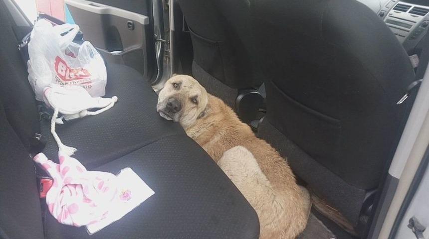 Otomobile Giren İnat&ccedil;ı Sokak K&ouml;peğini &Ccedil;ıkarmak Kolay Olmadı