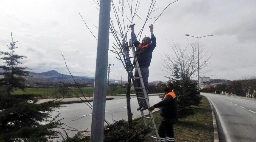 Sungurlu&rsquo;da Ağa&ccedil;lar Budandı