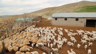 Koyun Ve Kuzuların Renkli Buluşması