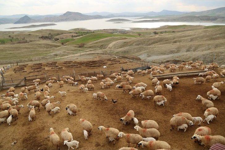 Koyun Ve Kuzuların Renkli Buluşması G1