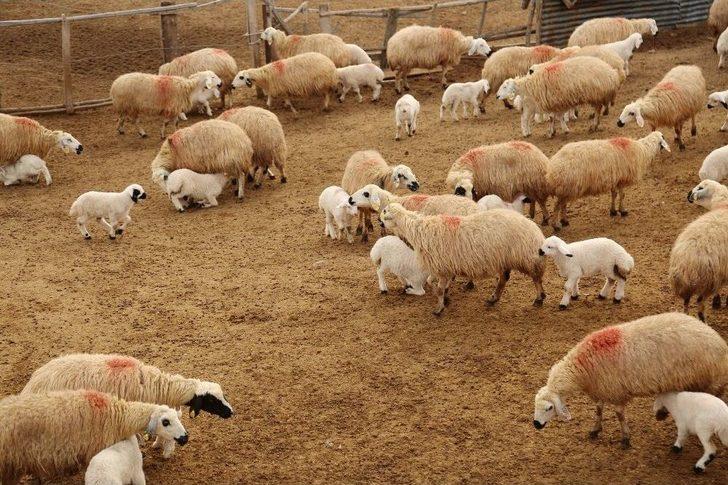 Koyun Ve Kuzuların Renkli Buluşması G2