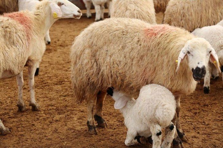 Koyun Ve Kuzuların Renkli Buluşması G3