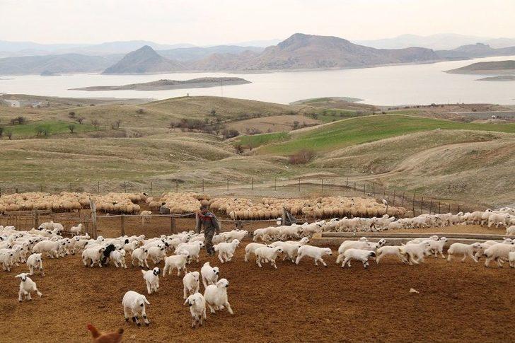 Koyun Ve Kuzuların Renkli Buluşması G4