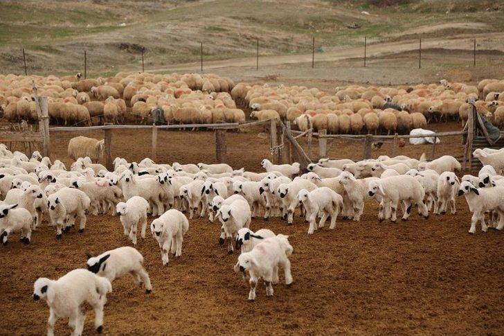 Koyun Ve Kuzuların Renkli Buluşması G5