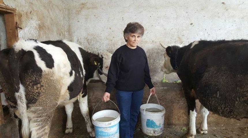 Boğasını Satıp Mehmet&ccedil;ik Vakfına Bağışladı