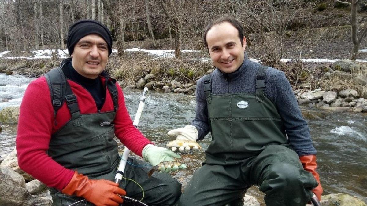 Yrd. Do&ccedil;. Dr. Mustafa Akkuş; &ldquo;akarsulara Ka&ccedil;an &Ccedil;iftlik Alabalıkları Doğal T&uuml;rleri Tehdit Ediyor&rdquo;