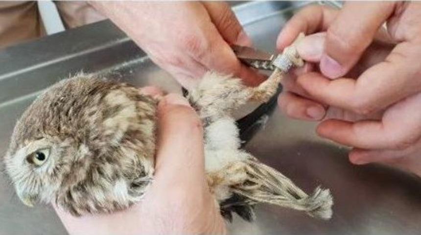 Aydın&rsquo;da Halkalanan 9 Yaban Hayvanı Doğaya Salındı