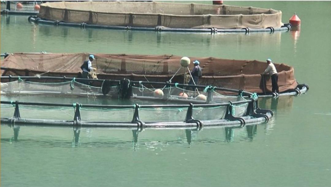 Giresun&rsquo;da Baraj G&ouml;llerinde Balık &Uuml;retimi Yaygınlaşıyor