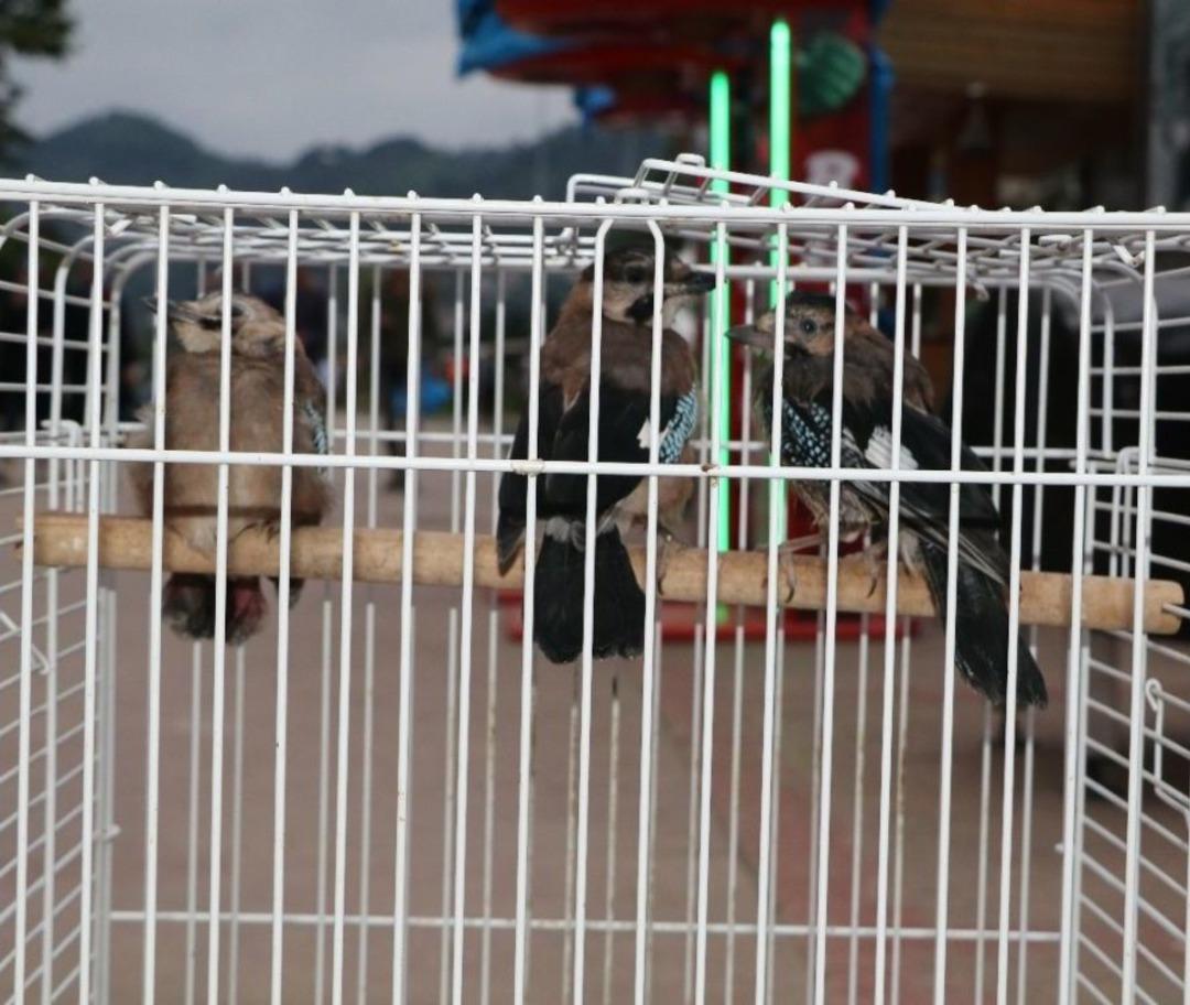 Sahiplendiği Kargalara &Ccedil;ocuğu Gibi Bakıyor