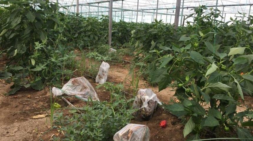 Domatesin Ardından Biberi De Vir&uuml;s Vurdu