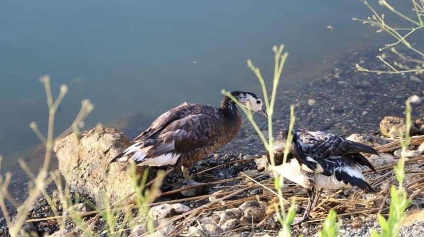Kanatlı Hayvan Barınağı Yoğun İlgi G&ouml;r&uuml;yor