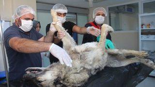 Günlerce Aç Ve Susuz Kalan Köpek Kurtarıldı