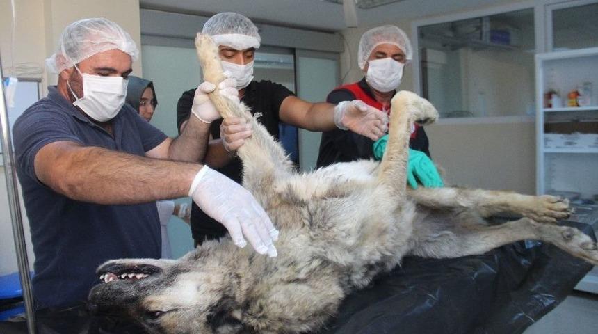 Günlerce Aç Ve Susuz Kalan Köpek Kurtarıldı