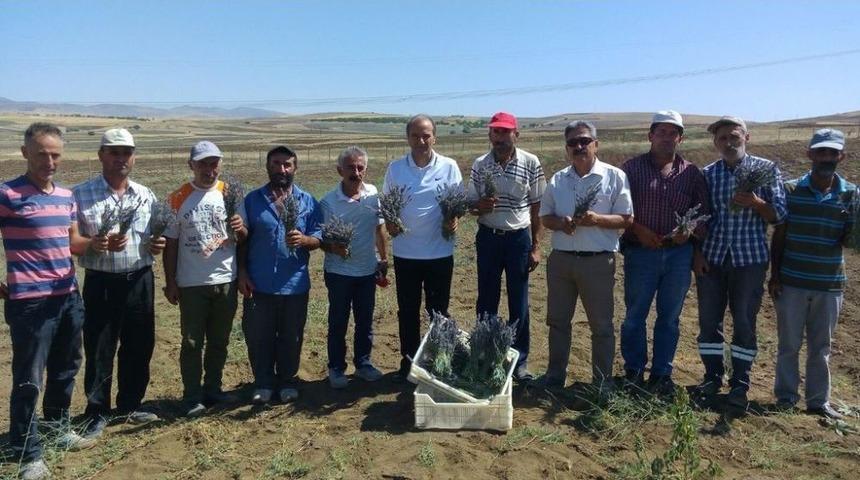 Arguvan&rsquo;da Lavanta Bah&ccedil;eleri