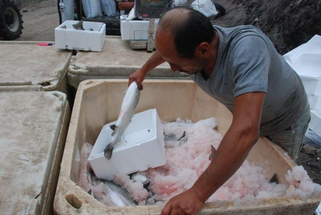 Tokat&rsquo;tan Japonya&rsquo;ya Somon İhracatı