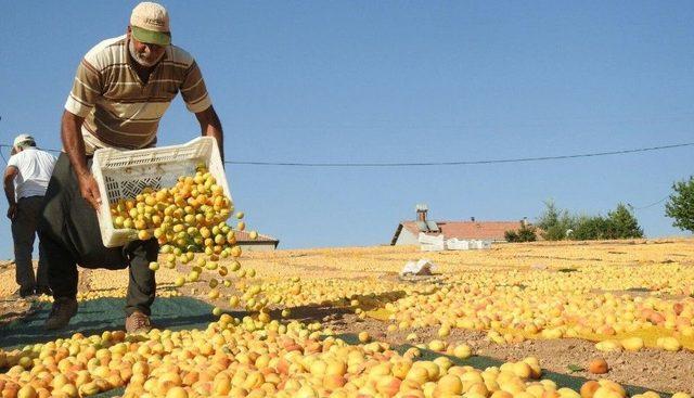 Malatya’dan Bir Yılda 266 Milyon Dolarlık Kayısı İhracatı Yapıldı 1