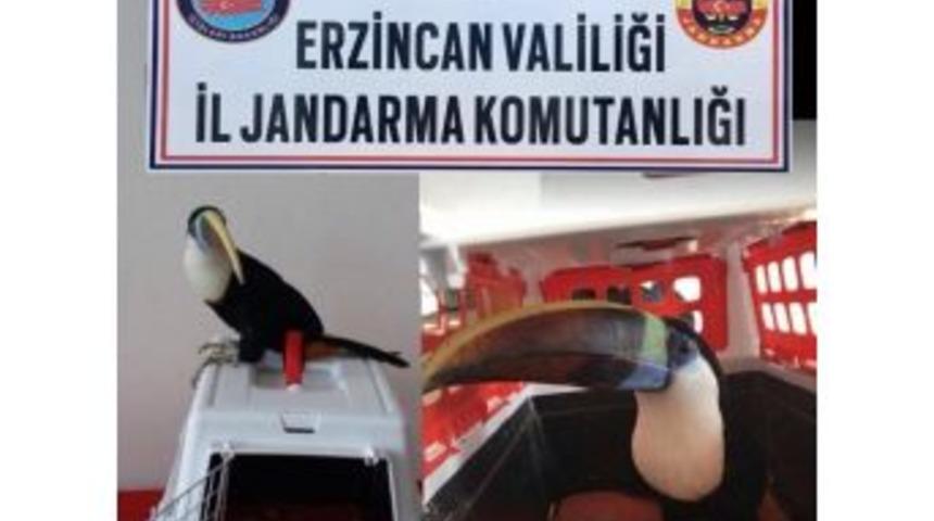 Erzincan Da 25 Bin Tl Değerinde Tukan Cinsi Kuş Ele Geçirildi