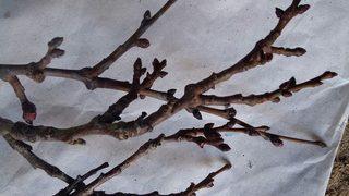 Pütürge’de Kayısı Ağaçları Çiçek Açtı