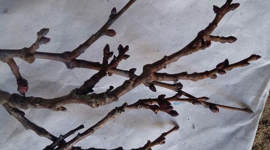 Pütürge’de Kayısı Ağaçları Çiçek Açtı