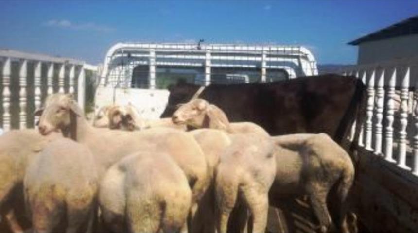 Jandarma &Ccedil;alınan Kuzuları Sahibine Geri Getirdi