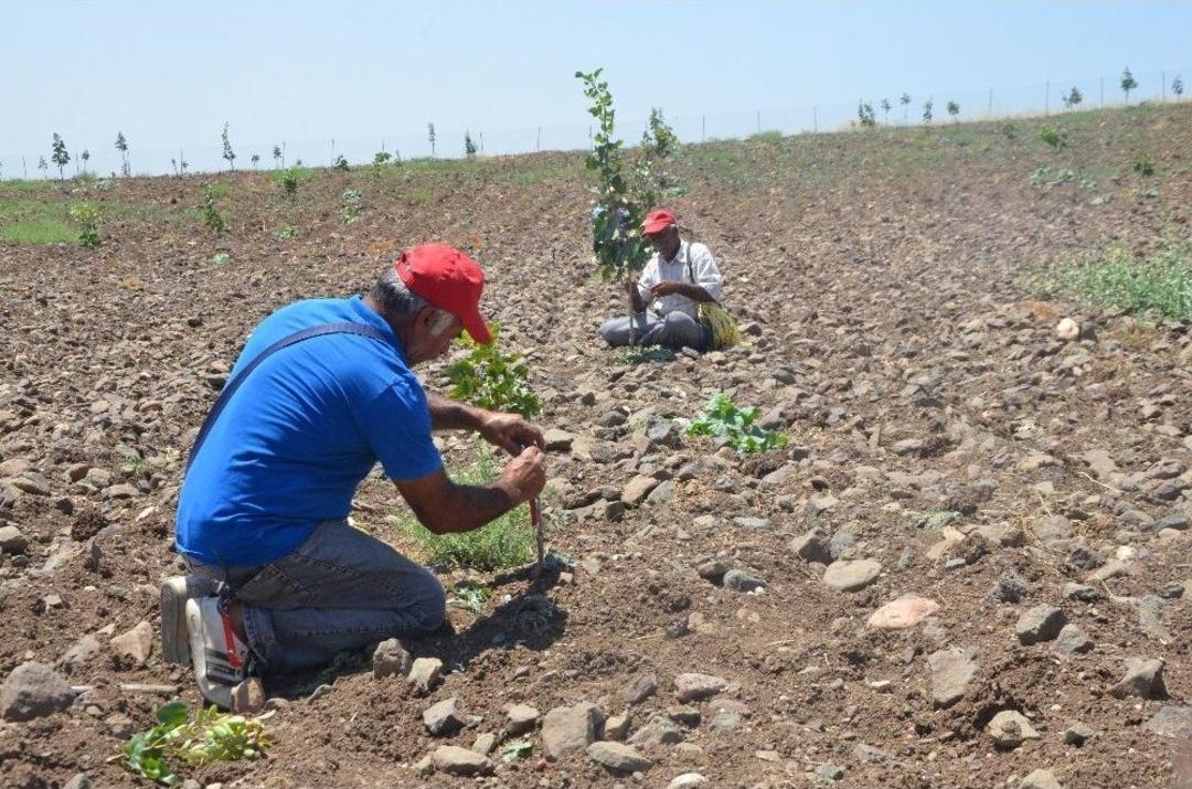 Batman&rsquo;da Fıstık Ekimi Artıyor